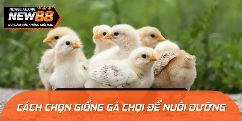 Hướng dẫn người mới chọn giống gà để tiến hành nuôi dưỡng