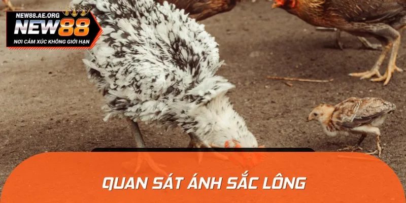 Khi chọn gà chiến qua sắc lông, sư kê cần nhìn vào ánh lông của nó