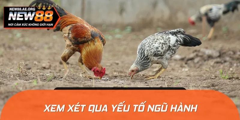 Dựa vào ngũ hành, sư kê có thể chọn gà chiến qua sắc lông