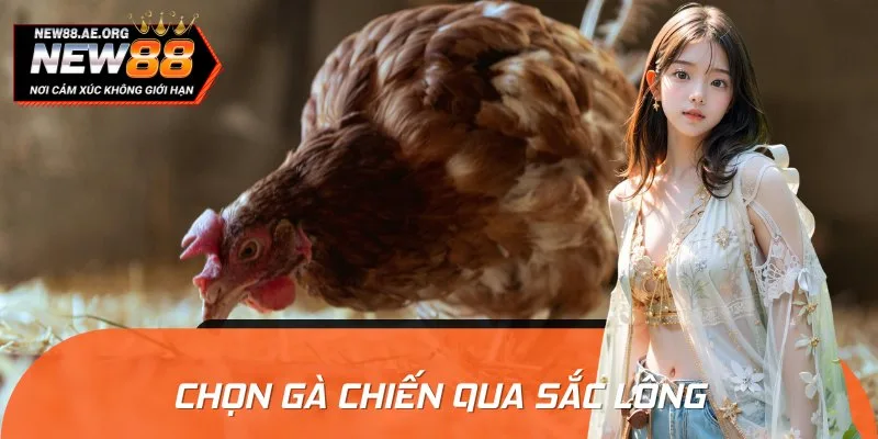 Bí Quyết Chọn Gà Chiến Qua Sắc Lông, Nhìn Là Trúng Ngay