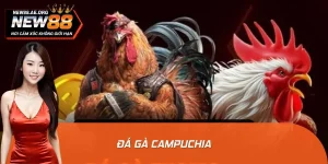 Trực Tiếp Đá Gà Campuchia: Kèo Cực Thơm, Cược Nhanh Thắng Lẹ