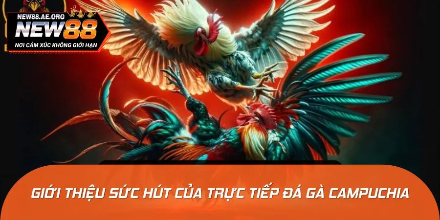 Đá gà Campuchia mang đến sân chơi cực đỉnh cho cộng đồng bet thủ