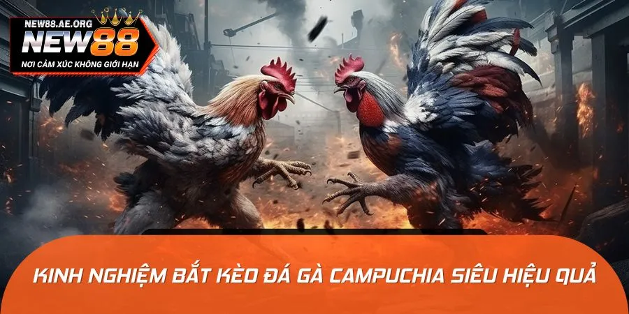 Mẹo hay để bắt kèo tại trường gà Campuchia cực chuẩn