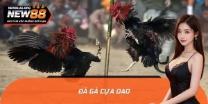 Đá Gà Cựa Dao: Cuộc Chơi Của Bản Lĩnh, Chiến Kê Hóa Anh Hùng