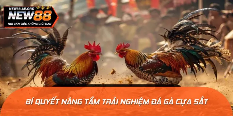 Lưu ngay mẹo chơi gà cựa sắt đỉnh cao