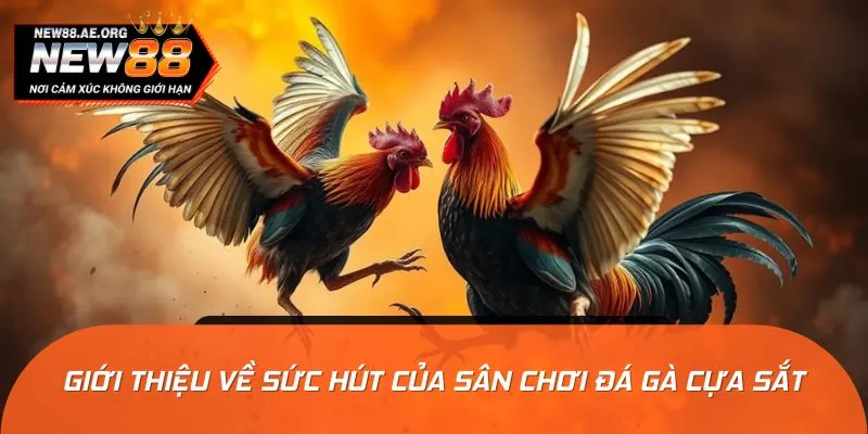 Đá gà cựa sắt được xem là đỉnh cao của nghệ thuật đối kháng