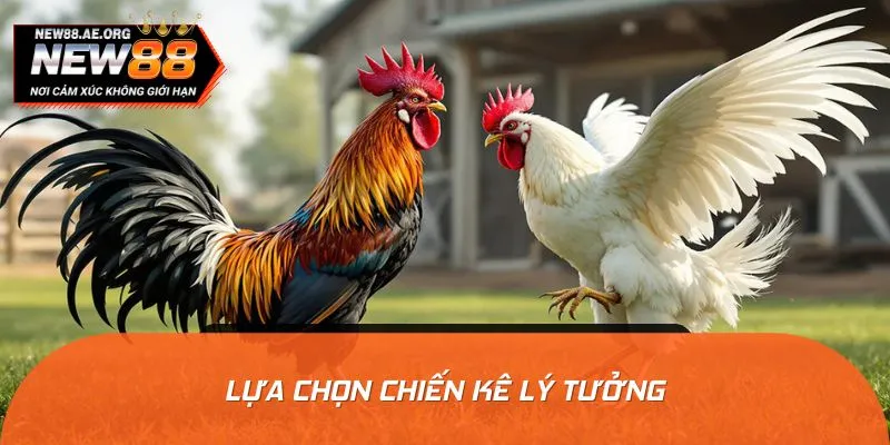 Người chơi cần chú ý đến tướng dáng, cơ bắp, bản lĩnh của chiến kê