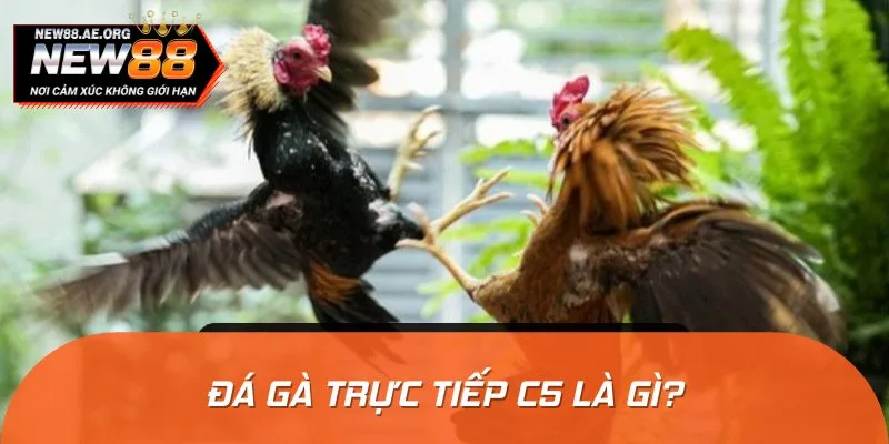 Giải đấu đá gà trực tiếp C5 có quy mô nhỏ hơn so với C1, C2, C3, C4