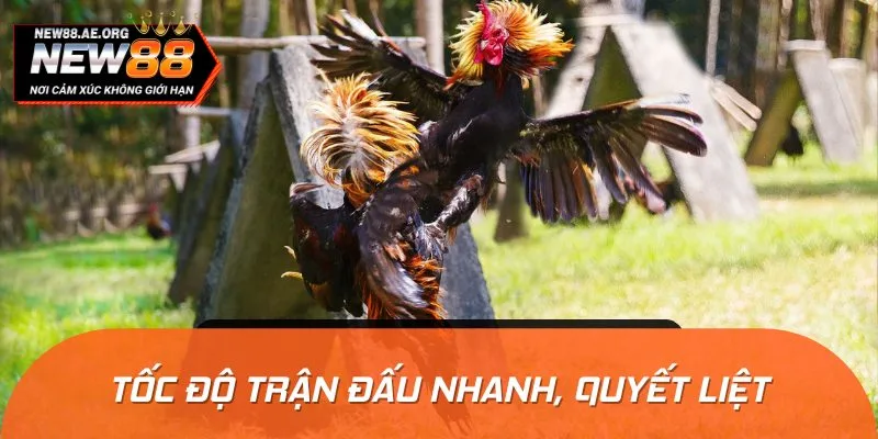 Tốc độ diễn ra một trận đấu C5 cực kỳ nhanh chóng và quyết liệt