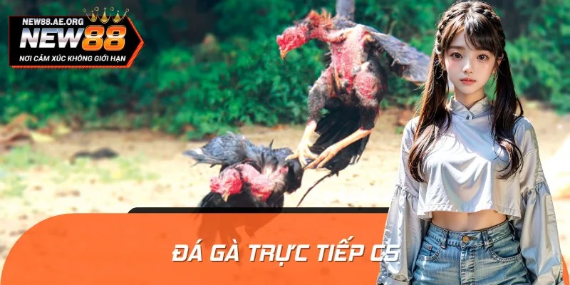 Đá Gà Trực Tiếp C5 - Hồi Hộp Từng Pha Tấn Công Của Chiến Kê