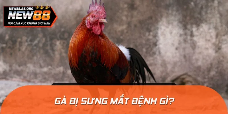 Thông thường, gà bị sưng mắt có thể do nhiều nguyên nhân khác nhau