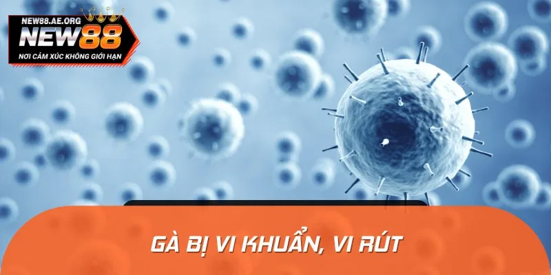 Gà bị sưng mắt có thể do bị nhiễm vi khuẩn và virus