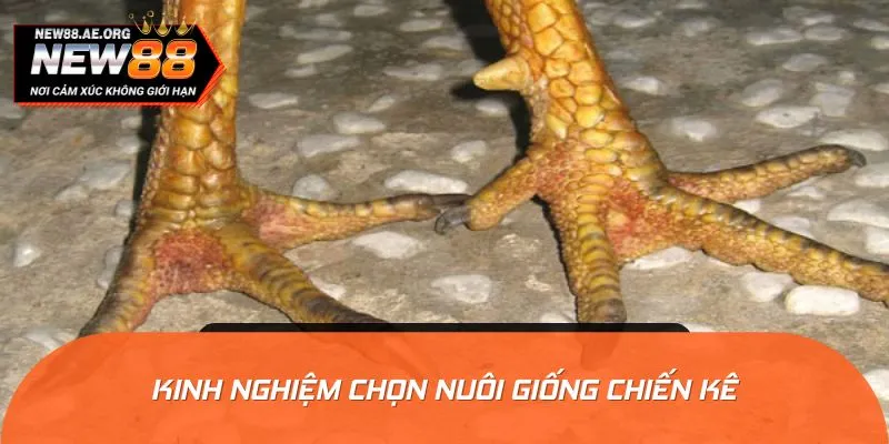 Kinh nghiệm chọn nuôi giống chiến kê