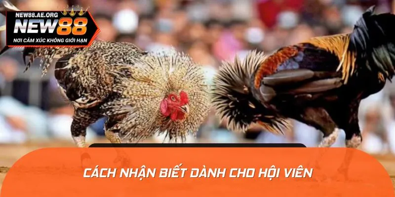 Cách nhận biết dành cho anh em cá cược